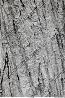 tree bark 0020